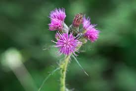 Attēlu rezultāti vaicājumam “Cirsium palustre flower”