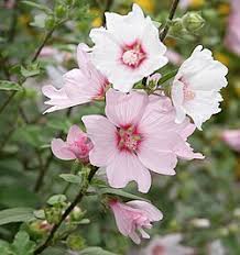 Image result for Lavatera thuringiaca