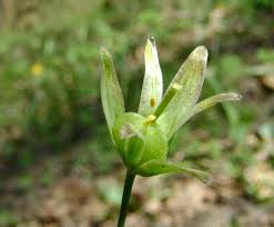 Attēlu rezultāti vaicājumam “Gagea lutea”