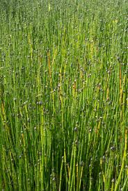 Attēlu rezultāti vaicājumam “Equisetum variegatum”