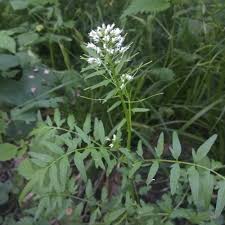 Attēlu rezultāti vaicājumam “Cardamine impatiens fruit”