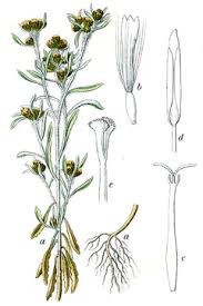 Attēlu rezultāti vaicājumam “Gnaphalium uliginosum leaf”