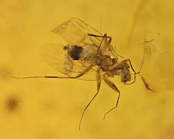 Attēlu rezultāti vaicājumam “Psocoptera”