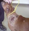 The Cruel “Sport” of Dogfighting - Advocacy For Animals
