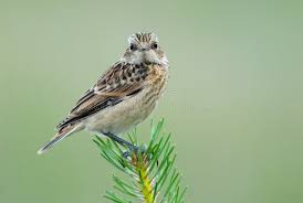 Attēlu rezultāti vaicājumam “Saxicola rubetra juvenile”