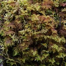 Attēlu rezultāti vaicājumam “Hylocomium splendens sporophyte”