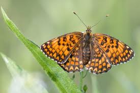 Attēlu rezultāti vaicājumam “Melitaea phoebe underside”