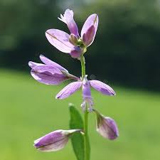 Attēlu rezultāti vaicājumam “Polygala vulgaris”