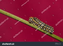 Attēlu rezultāti vaicājumam “Papilio machaon larva”
