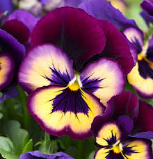 Image result for Viola wittrockiana