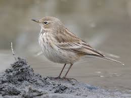 Image result for Anthus spinoletta