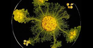 Attēlu rezultāti vaicājumam “Physarum contextum young”