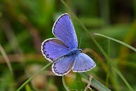 Attēlu rezultāti vaicājumam “Plebejus argyrognomon”