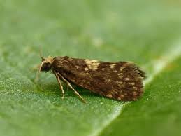 Attēlu rezultāti vaicājumam “Psychidae”