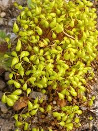 Attēlu rezultāti vaicājumam “Funariales”