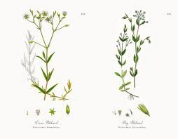 Attēlu rezultāti vaicājumam “Stellaria graminea”