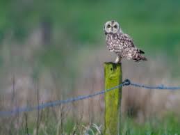 Attēlu rezultāti vaicājumam “Asio flammeus adult”