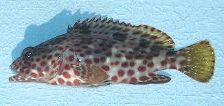 Image result for Epinephelus adscensionis