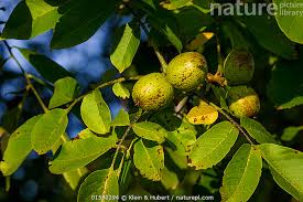 Attēlu rezultāti vaicājumam “Juglans regia fruit”