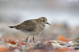 Attēlu rezultāti vaicājumam “Pluvialis apricaria”