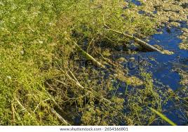 Attēlu rezultāti vaicājumam “Oenanthe aquatica”