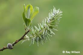 Attēlu rezultāti vaicājumam “Salix cinerea female flower”