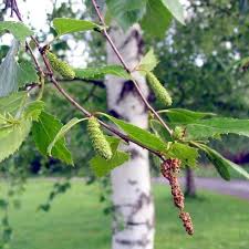 Attēlu rezultāti vaicājumam “Betula pubescens leaf”