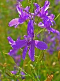 Attēlu rezultāti vaicājumam “Consolida regalis flower”