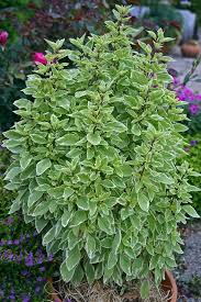 Attēlu rezultāti vaicājumam “Ocimum basilicum flower”