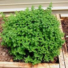 Image result for Oregano