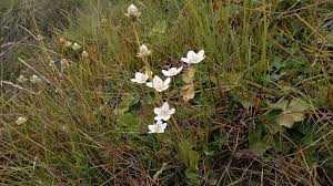 Attēlu rezultāti vaicājumam “Parnassia palustris”
