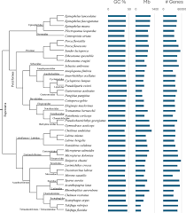 Image result for Rhomboplites aurorubens