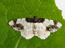 Attēlu rezultāti vaicājumam “Ligdia adustata”