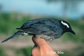 Image result for Zoothera sibirica