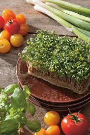 Image result for Gartenkresse