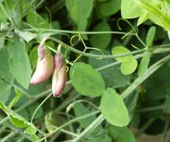 Attēlu rezultāti vaicājumam “Lathyrus sylvestris bud”