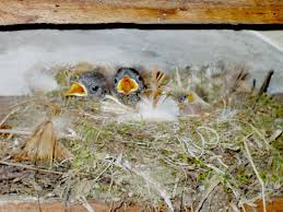 Attēlu rezultāti vaicājumam “Muscicapa striata nest”