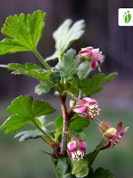 Attēlu rezultāti vaicājumam “Ribes uva-crispa leaf”