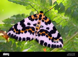 Attēlu rezultāti vaicājumam “Abraxas grossulariata”