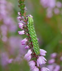 Attēlu rezultāti vaicājumam “Anarta myrtilli larva”