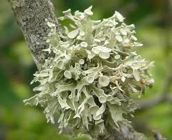 Attēlu rezultāti vaicājumam “Ramalina fastigiata”