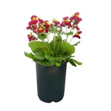 Image result for Calceolaria