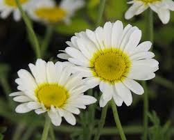Attēlu rezultāti vaicājumam “Anthemis tinctoria flower”