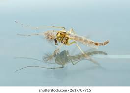 Attēlu rezultāti vaicājumam “Chironomidae imago”