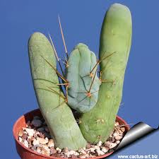 Attēlu rezultāti vaicājumam “Trichia erecta macro”