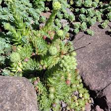 Attēlu rezultāti vaicājumam “Jovibarba globifera”