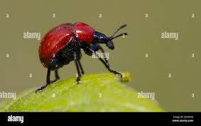 Attēlu rezultāti vaicājumam “Attelabus nitens”