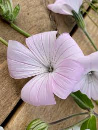 Image result for Agrostemma githago