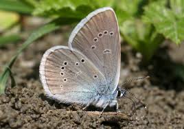 Attēlu rezultāti vaicājumam “Cyaniris semiargus male”