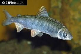 Image result for Coregonus oxyrinchus